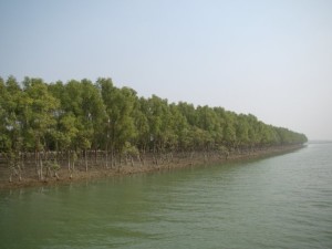 চকরিয়া সুন্দরবন